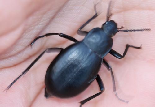 Réf. 228 912 : Blaps mucronata